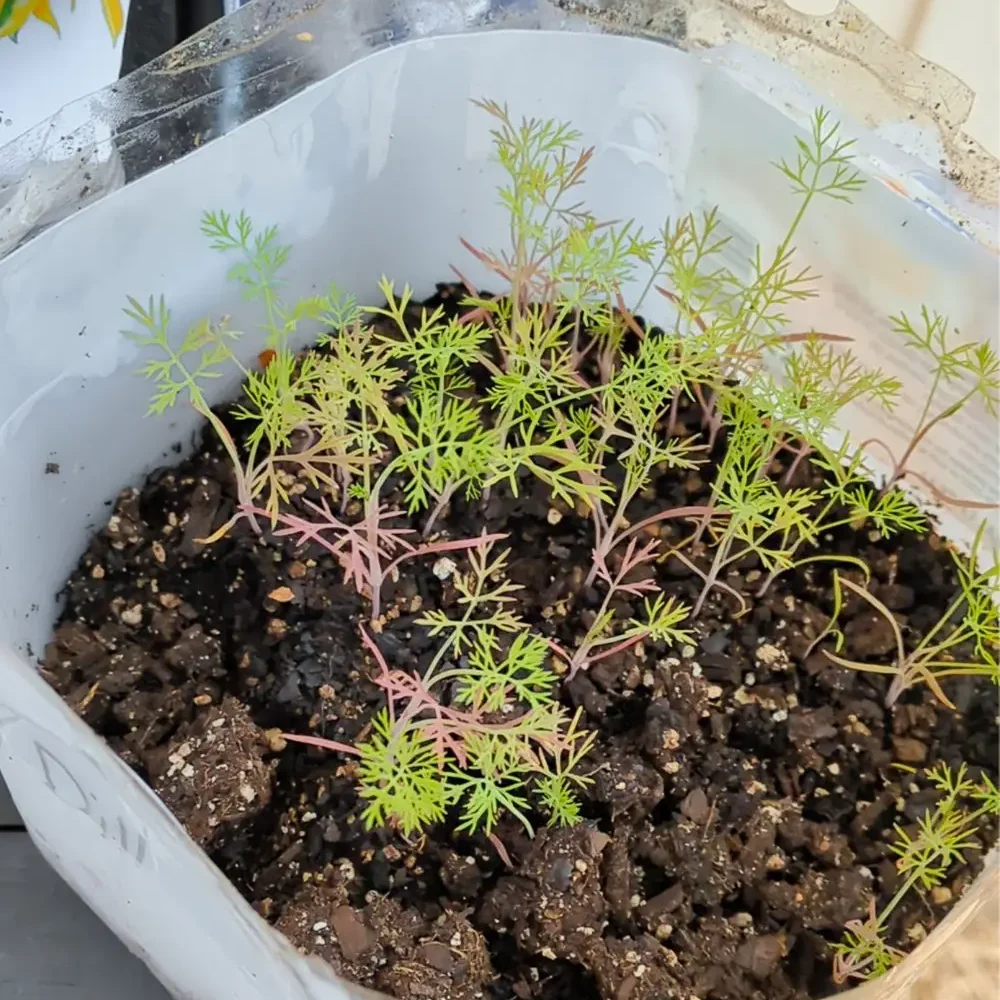 dill seedlings in a winter sowing jug
