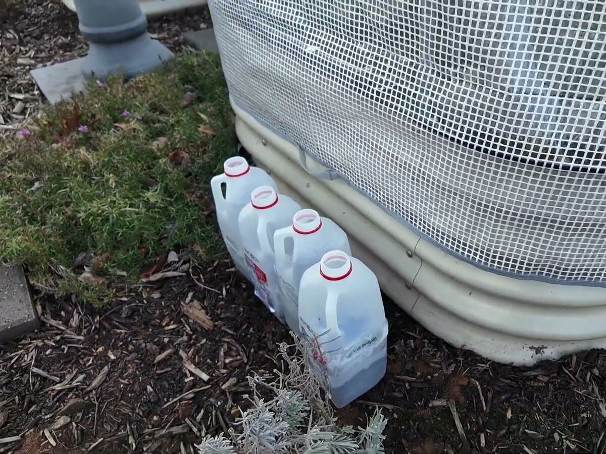 Row of milk jug mini-greenhouses