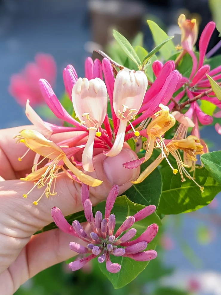 honeysuckle