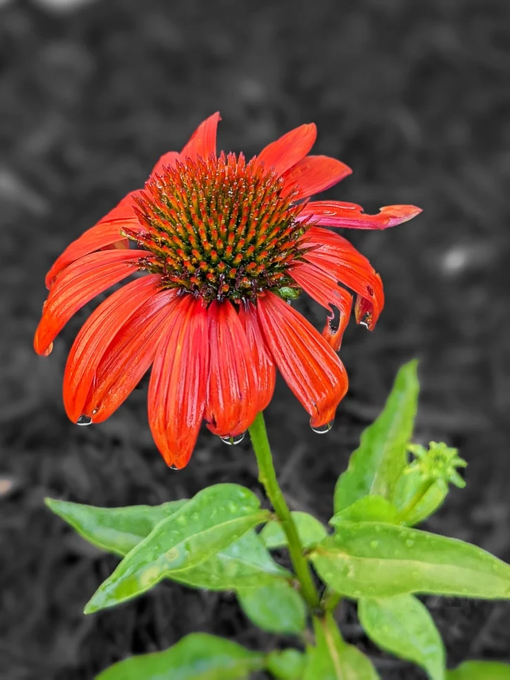 cone flowers