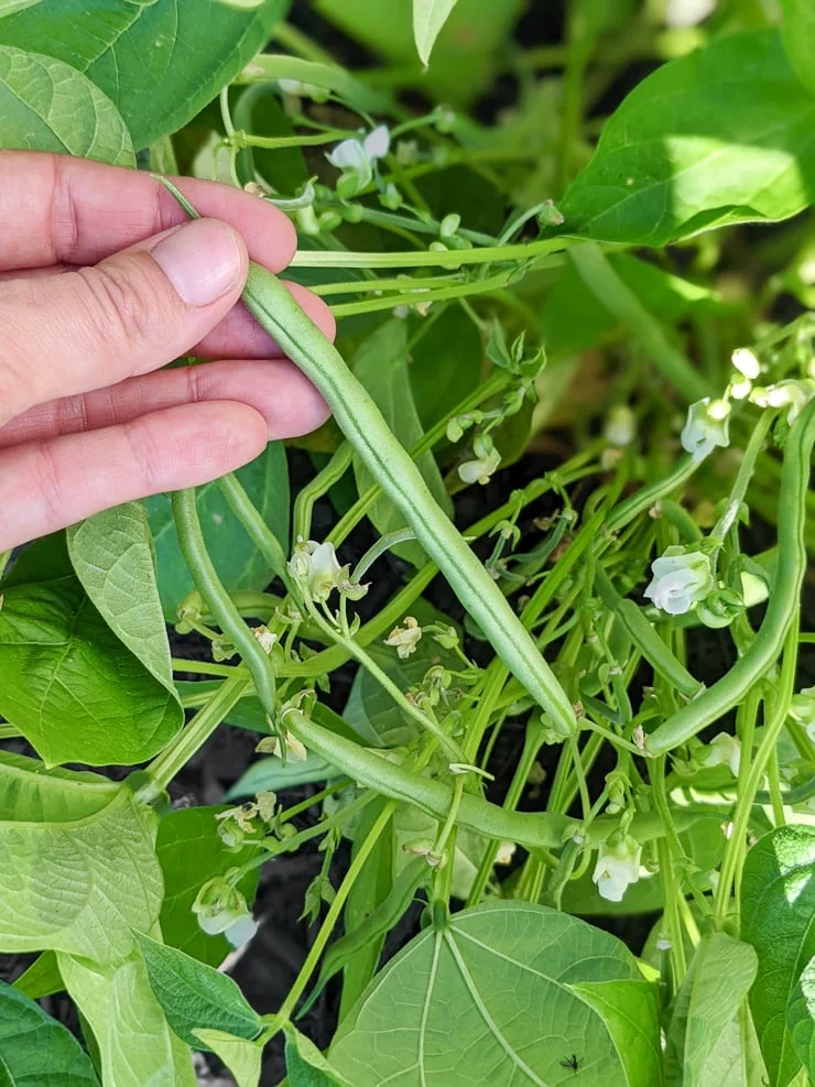 bush beans