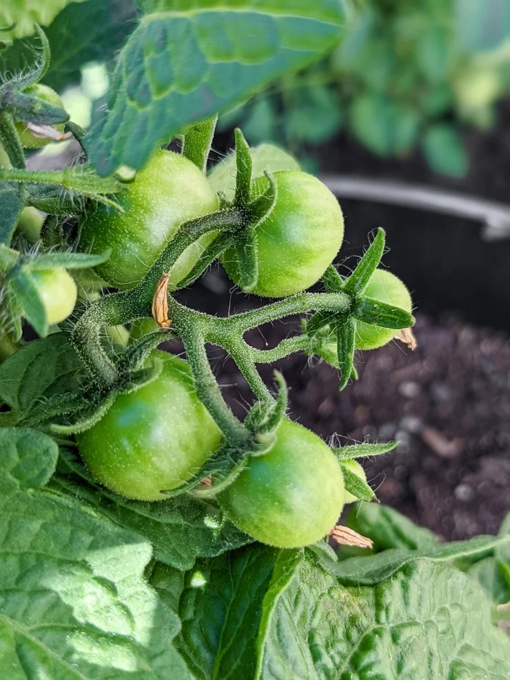 cherry tomatoes