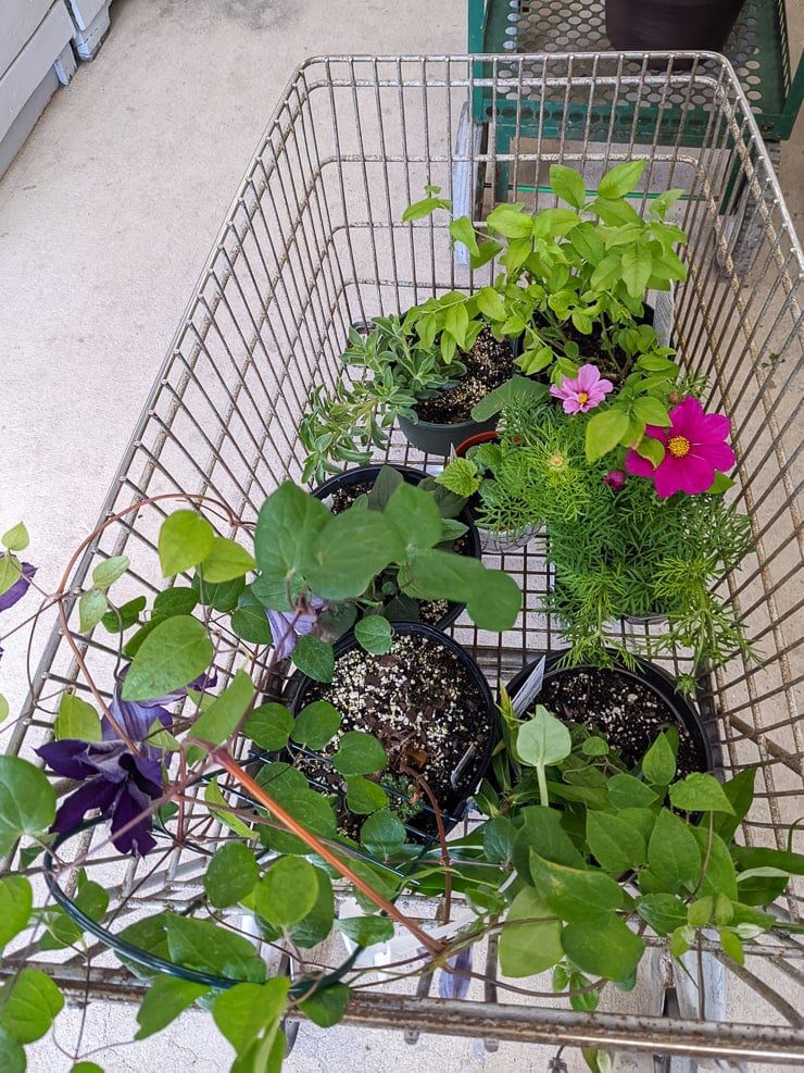 plants in a card