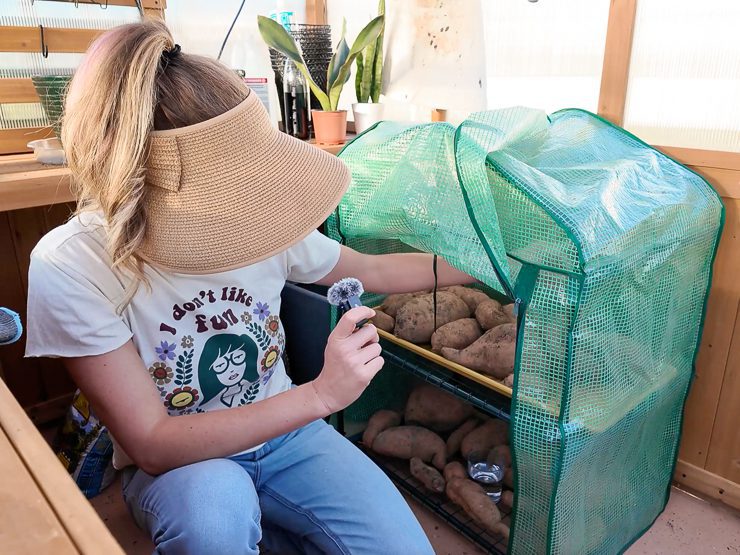 woman with a setup for curing sweet potatoes