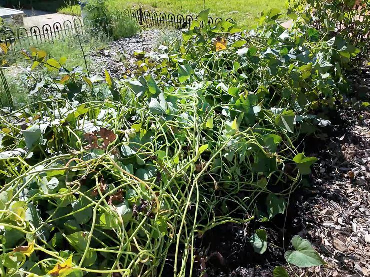 sweet potato vines