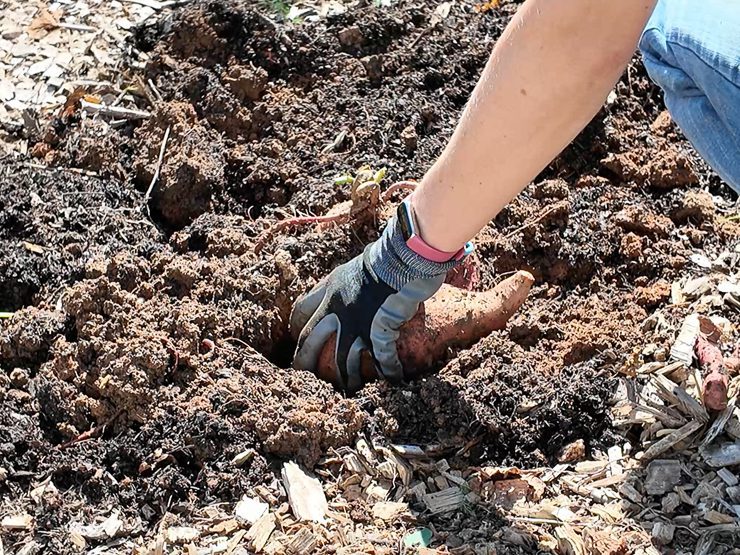digging up potatoes