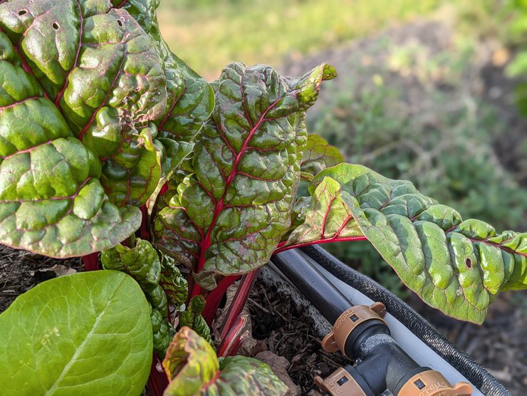 swiss chard