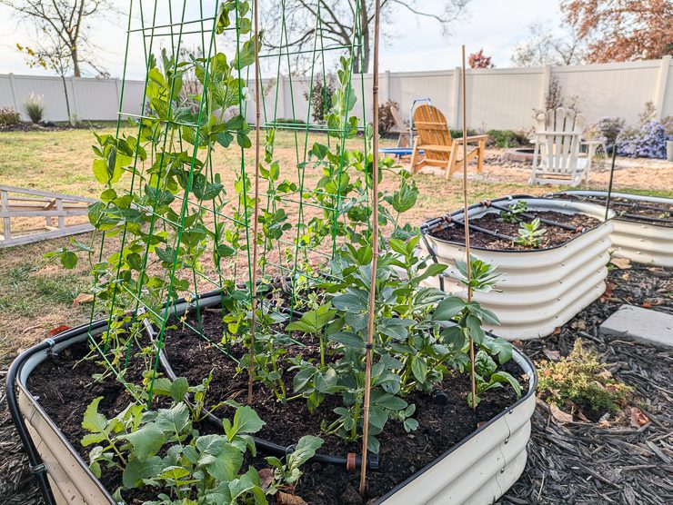 sugar snap peas growing in a fall garden