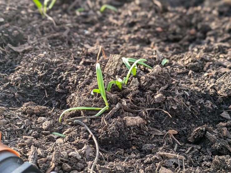 sprouts