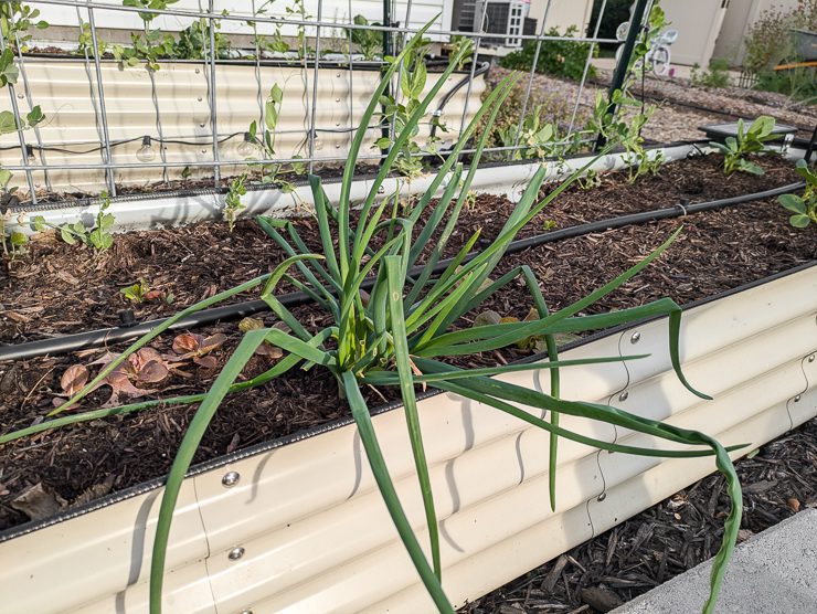 growing spring onions