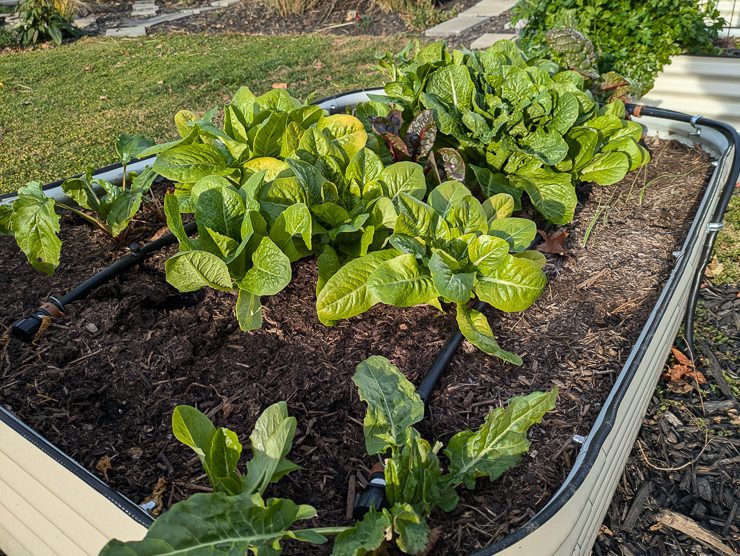 lettuce in a vego bed
