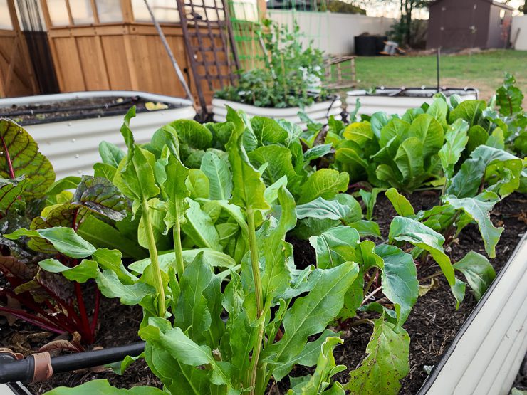 greens growing