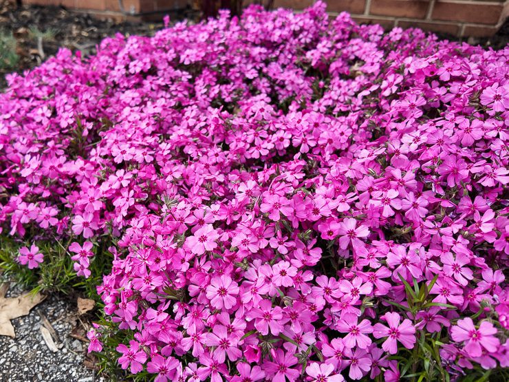 bright pink creeping phlox