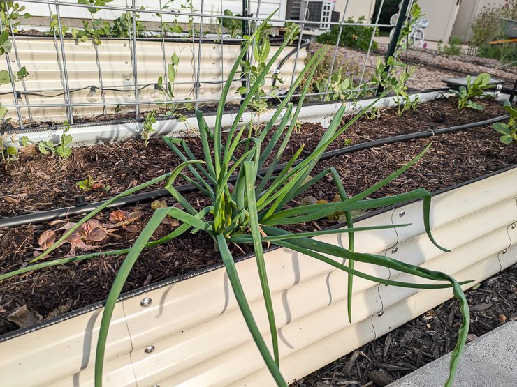 green onion growing in a raised bed