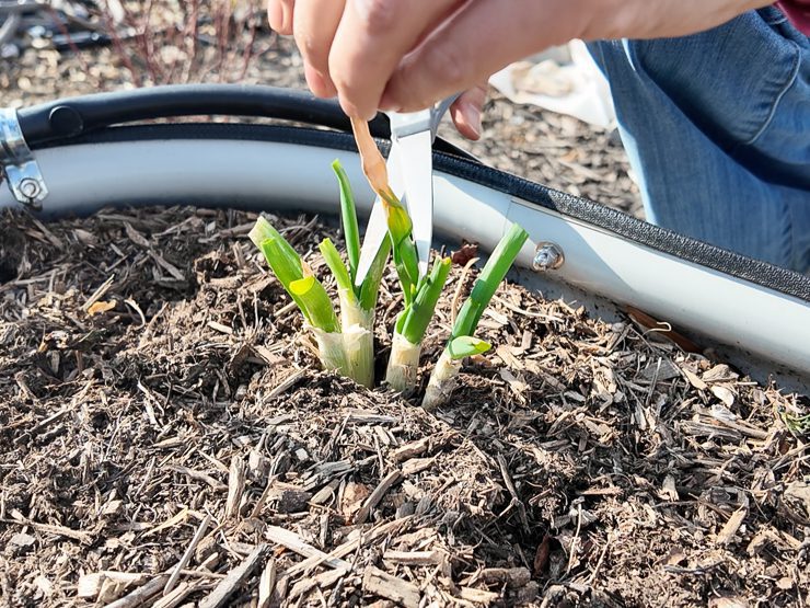 green onions in a garden