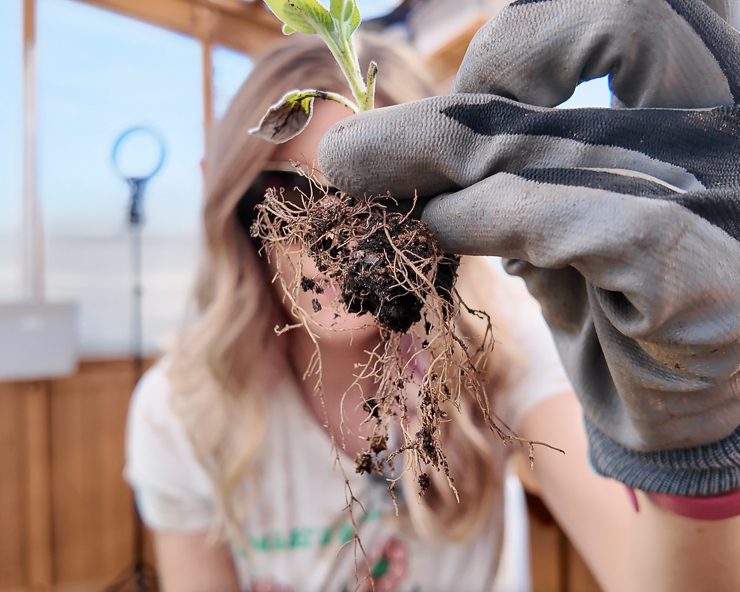 new roots on a sage propagation