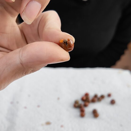 removing asparagus seeds from berries