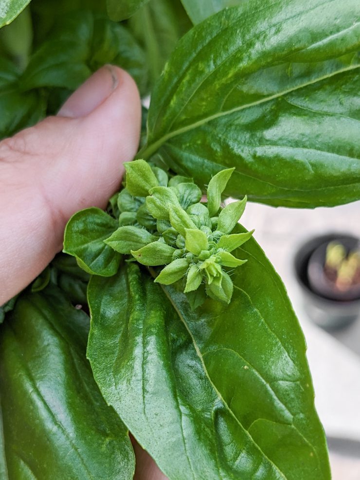 basil flowering and going to seed