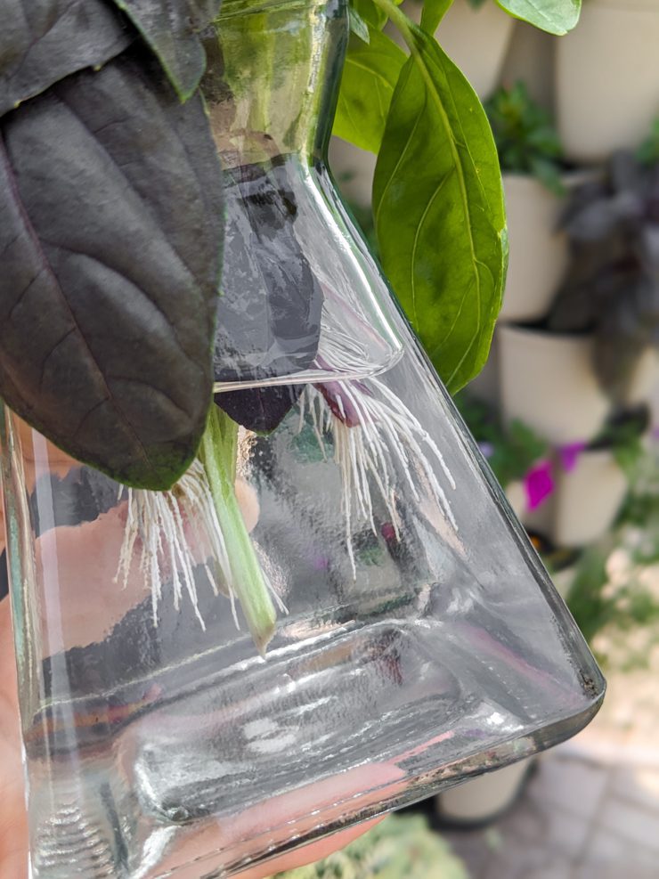 basil stem cuttings in water