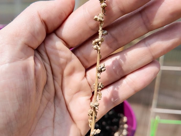 spinach seeds ready for harvesting
