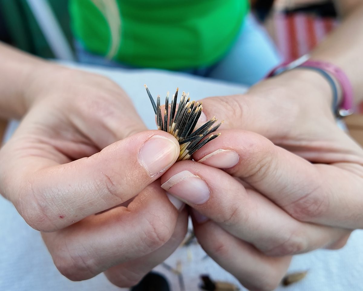 hand holding marigold seeds