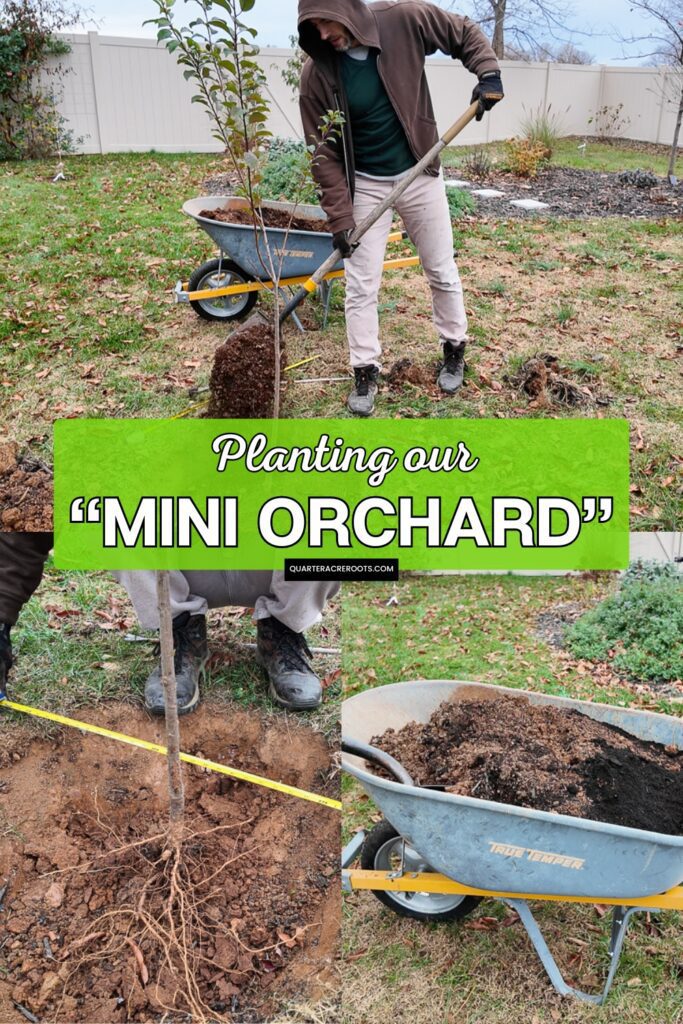 collage that says planting our "mini orchard" with pictures of a man digging