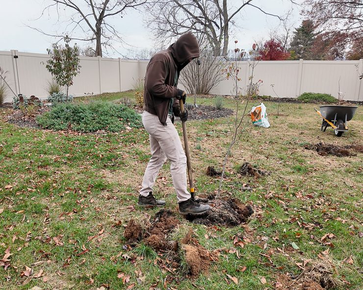 planting trees