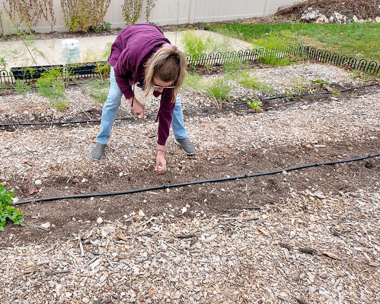 planting garlic