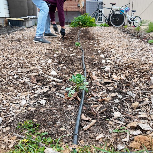 planting rows of garlic