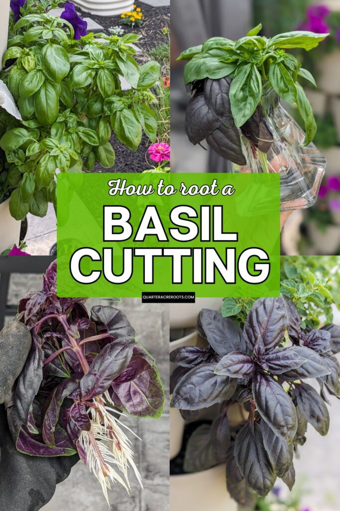 collage of plants that says how to root a basil cutting