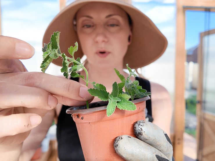 planting catmint cuttings