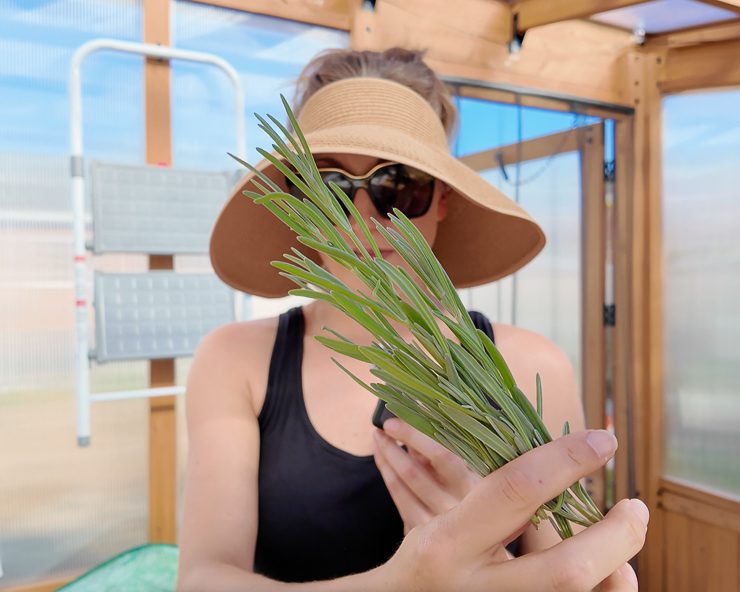 lavender cuttings