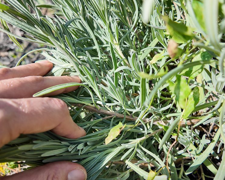 woody lavender stem