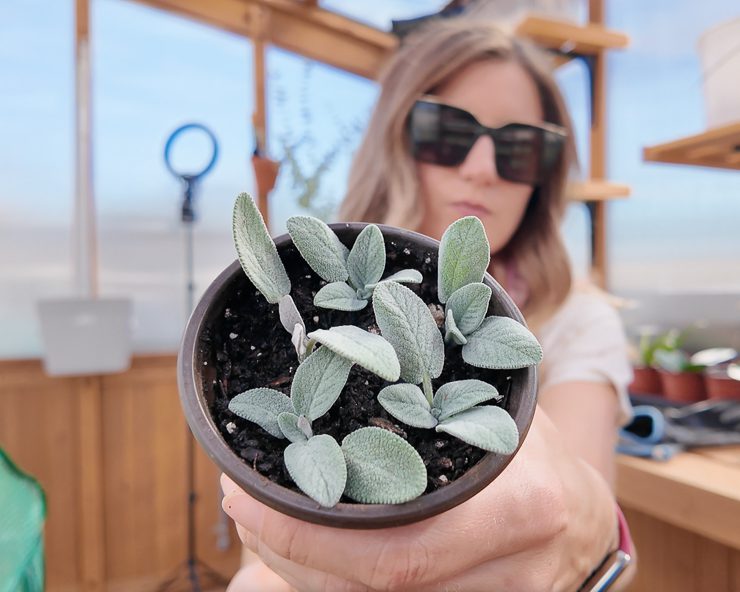 sage cuttings rooting in soil