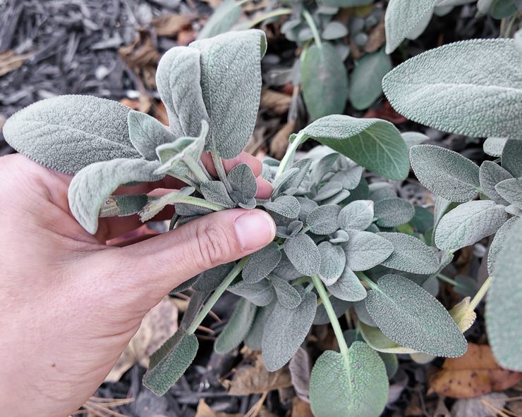 bergamot sage stem