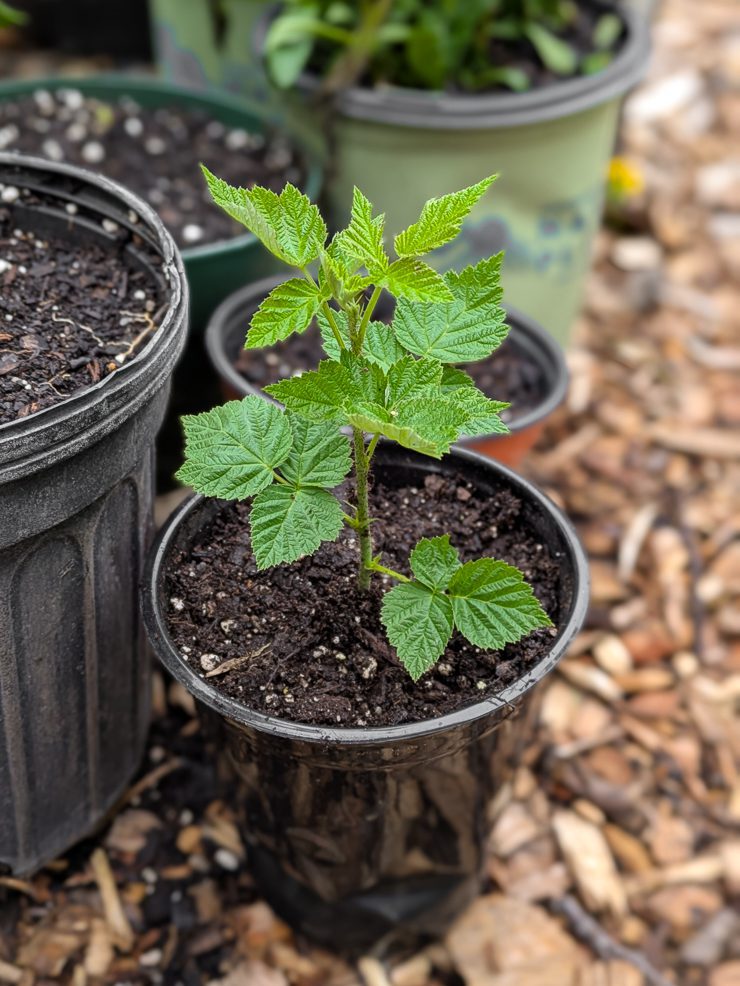 propagating a raspberry plant