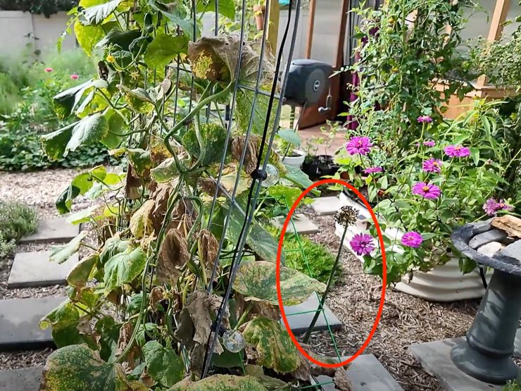 flowering green onion in a garden