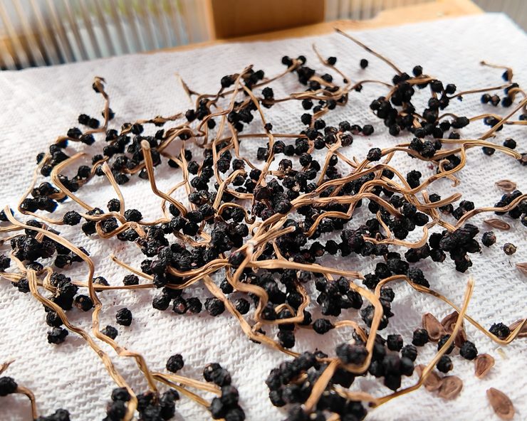 saving malabar spinach seeds