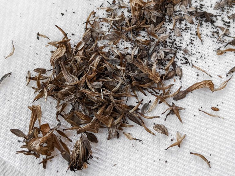 saving zinnia seeds