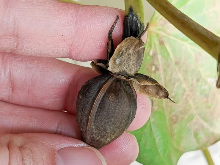 moonflower seed pod