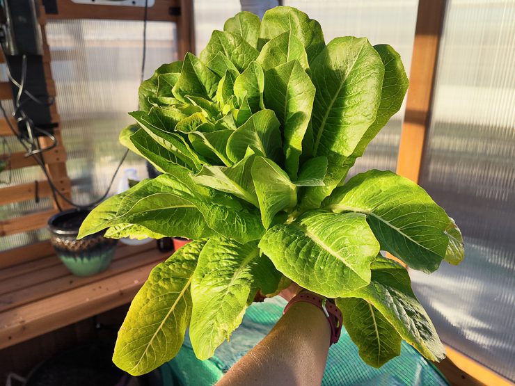 harvesting lettuce