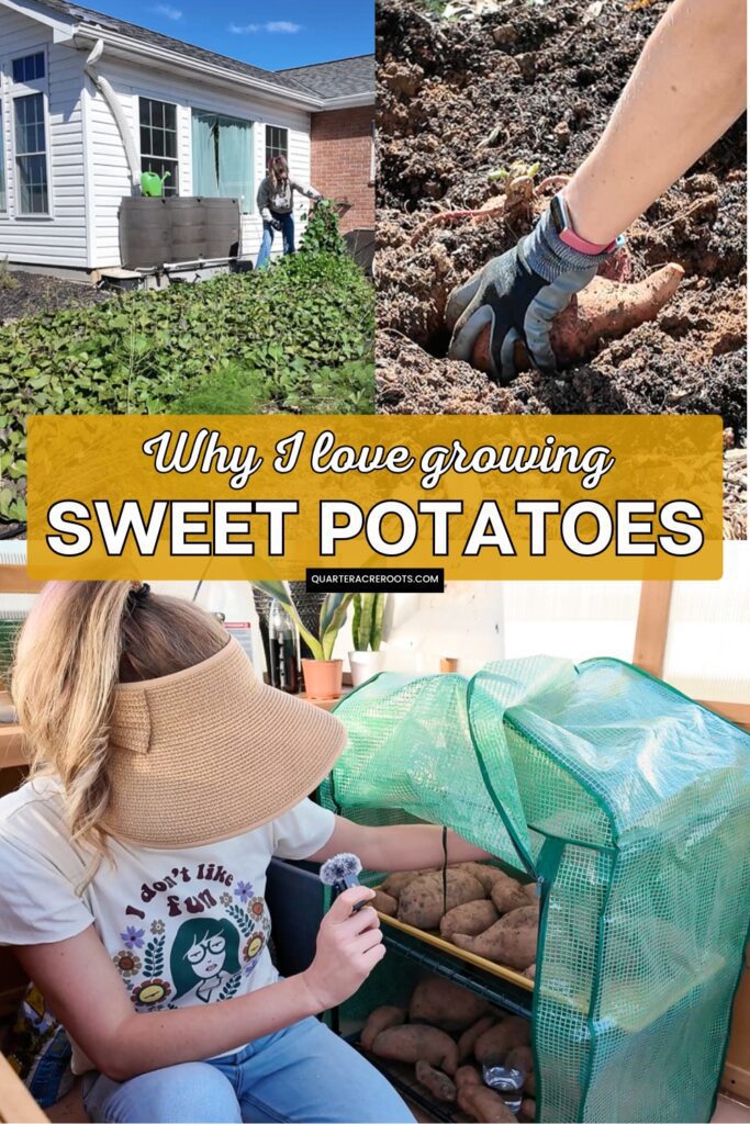 collage that says why I love growing sweet potatoes with pictures of a woman in the garden