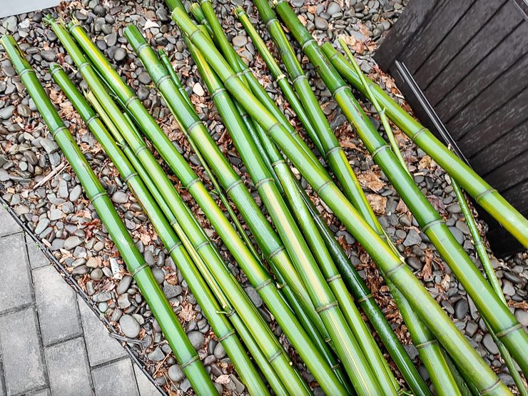 bamboo culms