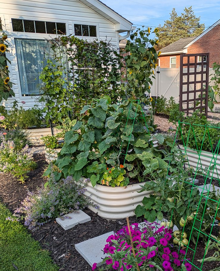 plants growing in a garden