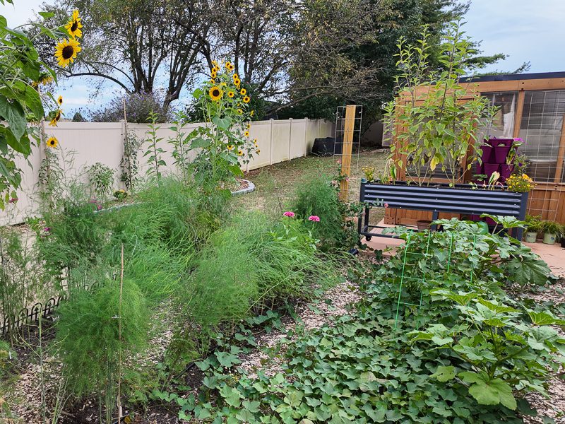 asparagus and sweet potatoes growing in a garden