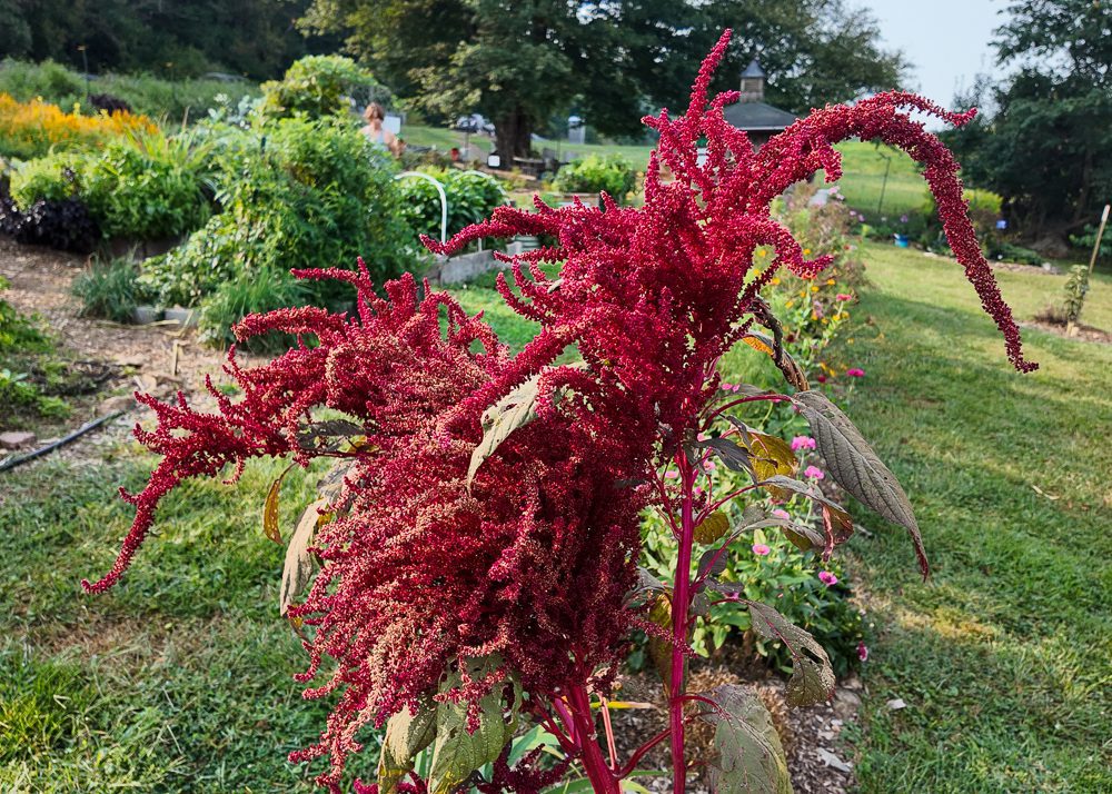 red amaranth flowering