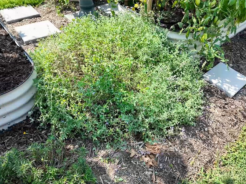 catmint