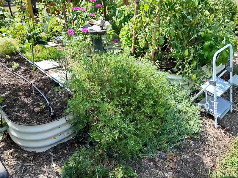 overgrown plant