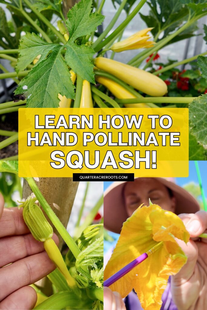 collage of plants that says learn how to hand pollinate squash