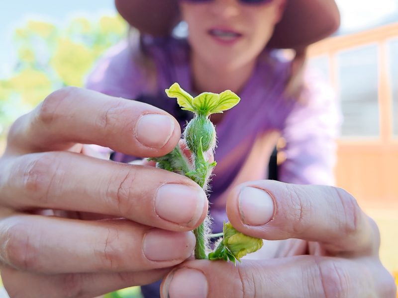 Female watermelon flower